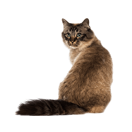 Feline-Focused Veterinary Care Feline-Focused Veterinary Care
