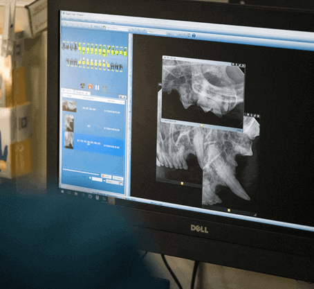 Dental Radiology for Cats Dental Radiology for Cats